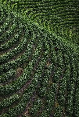 茶园梯田